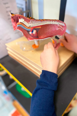 École Montessori Courtine Avignon - matériel primaire